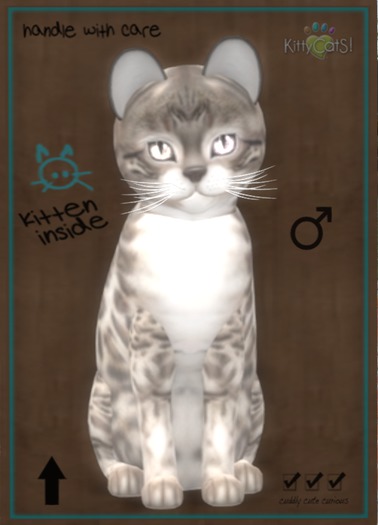 KittyCatS Box Normal - Boy 5