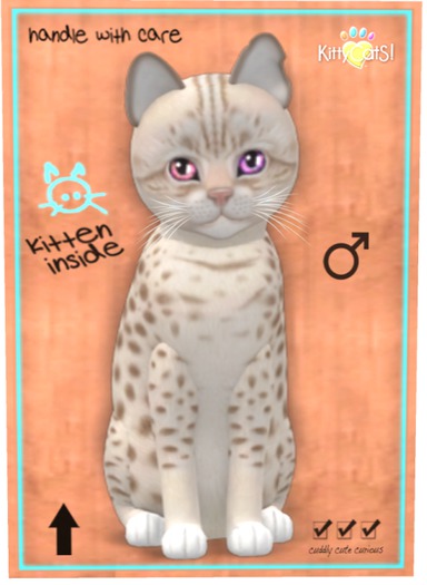 KittyCatS Box - Ocicat - Lavender