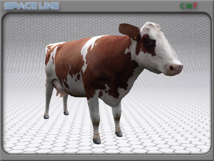 Cow brown white