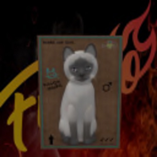 KittyCatS Box - New Born Kitten