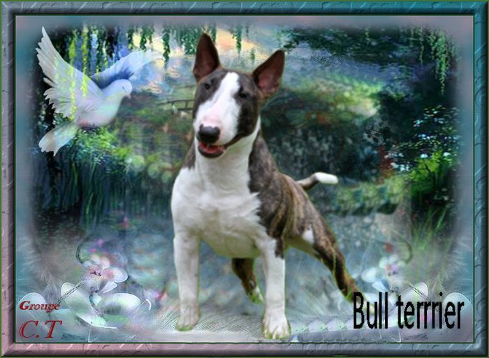 BB BullT Box Female