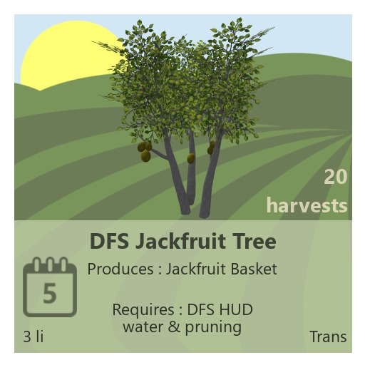 DFS Jackfruit Tree