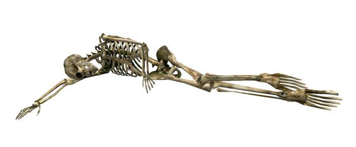 Mesh Skeleton Lying (copy version)