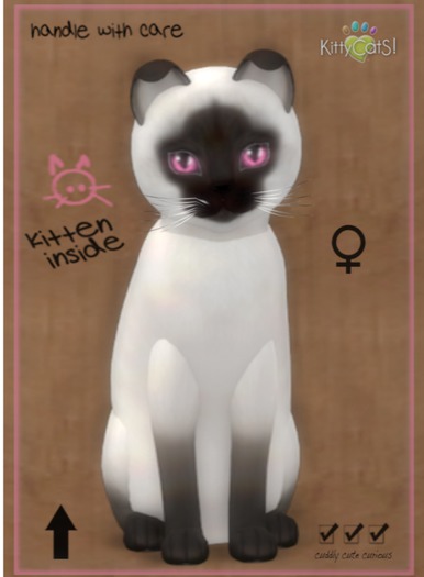 KittyCatS Box - Siamese - Chocolate