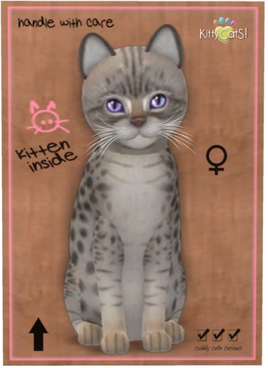 KittyCatS Box - Ocicat - Blue