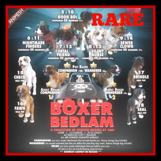 JIAN Boxer Bedlam 4. Pup Racer Wanderer BOX RARE