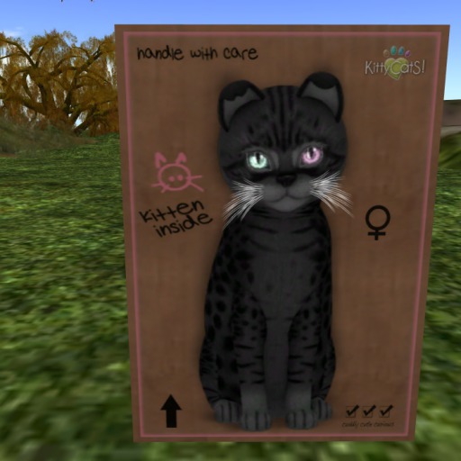 KittyCatS Box - New Born Kitten
