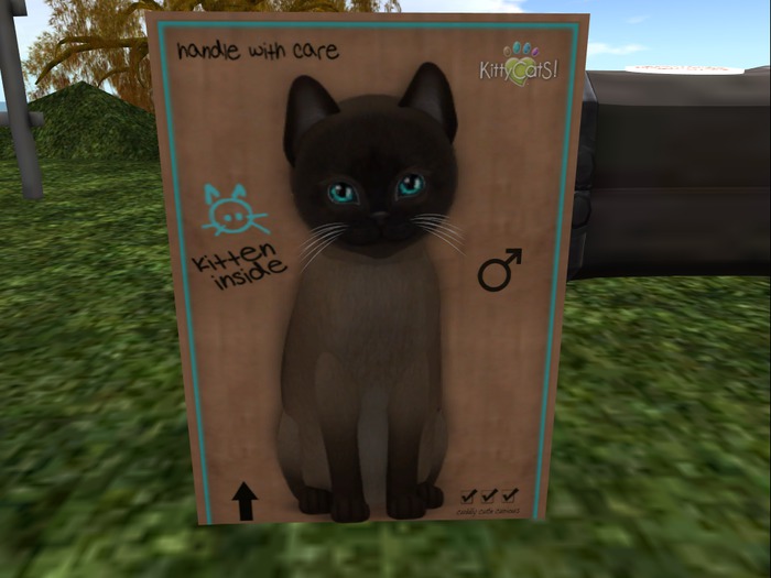 KittyCatS Box - New Born Kitten