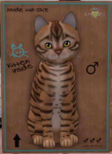 KittyCatS Box - New Born Kitten