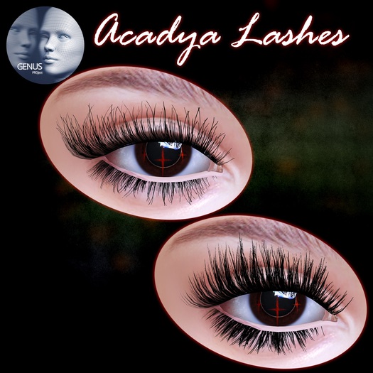 -bus- ..Acadya Lashes.. { GENUS }