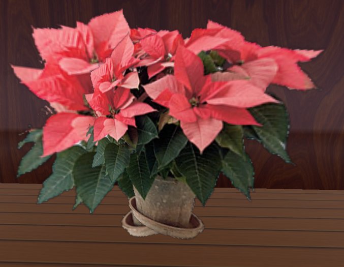 Poinsettia - Pink