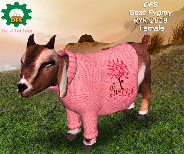 DFS Goat Pygmy RYR 2019 - Female (Rare)