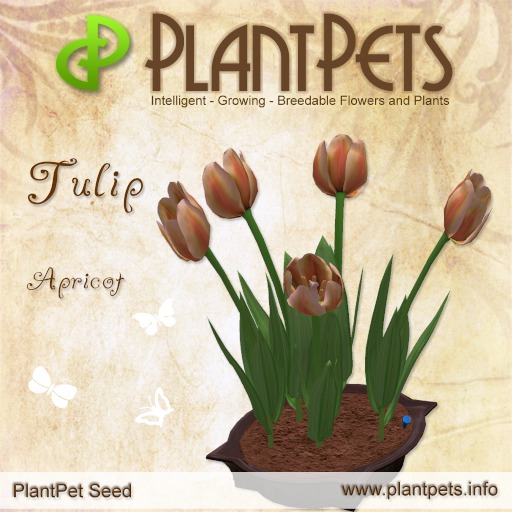 PlantPet Seed [Tulip *Apricot*]