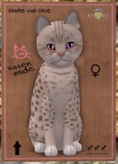 KittyCatS Box - Ocicat - Lavender