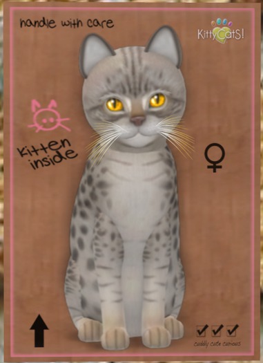 KittyCatS Box - Ocicat - Blue