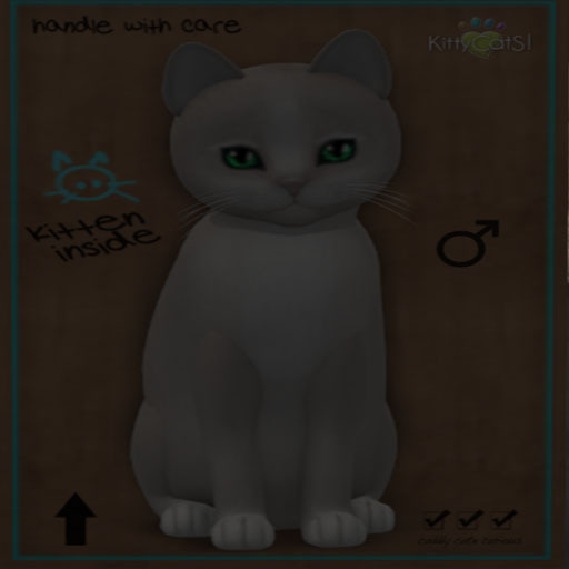 KittyCatS Box - New Born Kitten