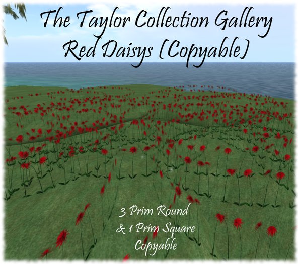Taylor's Red Daisys