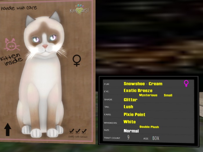 KittyCatS Box - New Born Kitten - 9T Female