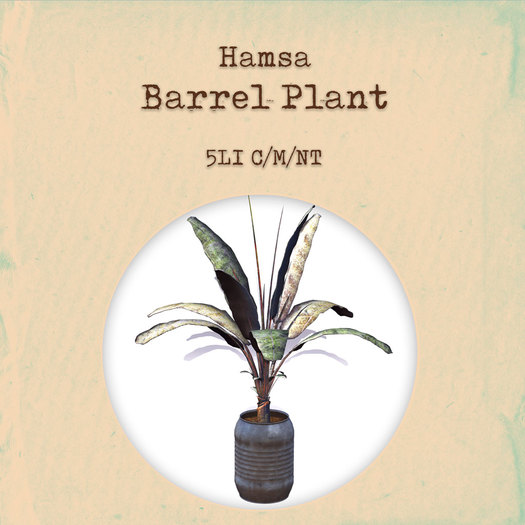 Hamsa Barrel Plant