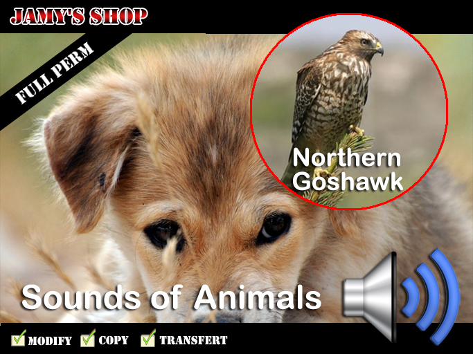 Sound - Northern Goshawk FP