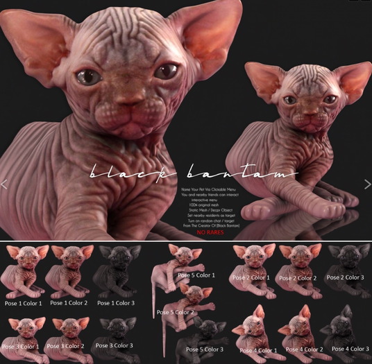 *[Black Bantam] Sphynx Kitten Pose 01 Color 02