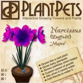 PlantPet Seed [Narcissus *Mateo*]