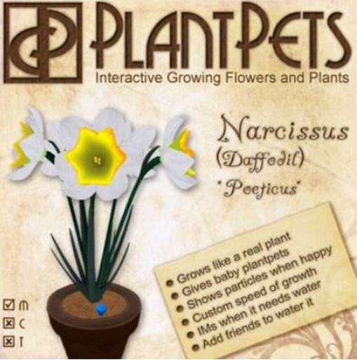 PlantPet Seed [Narcissus *Poeticus*] - Common - Updated 1/21