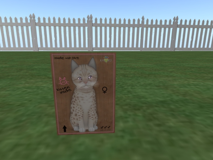 KittyCatS Box - New Born Kitten