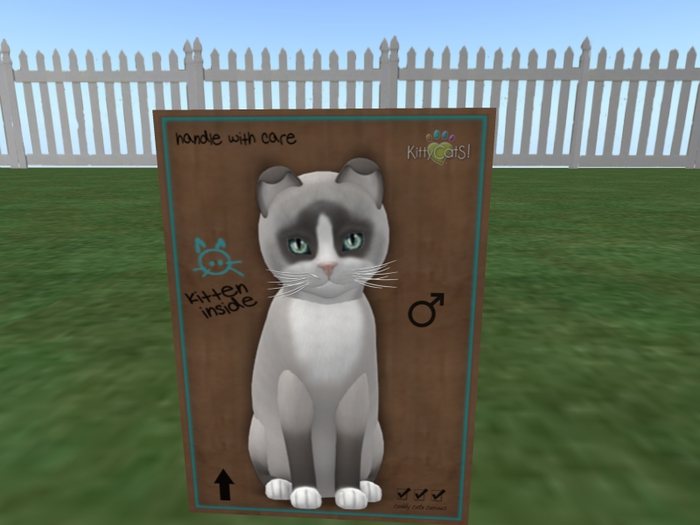 KittyCatS Box - New Born Kitten