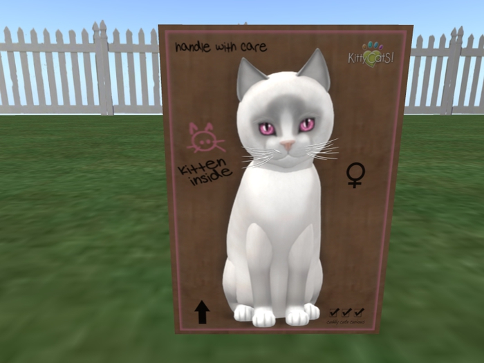 KittyCatS Box - New Born Kitten