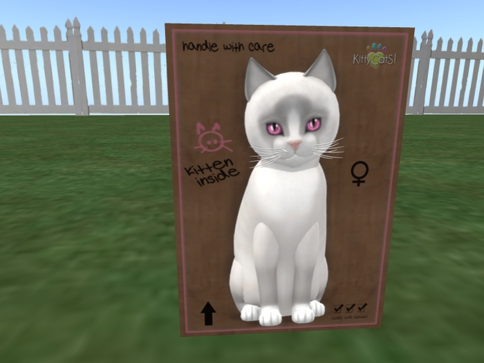 ♀ New Born Kitten   Fur: Snowshoe - Lilac 