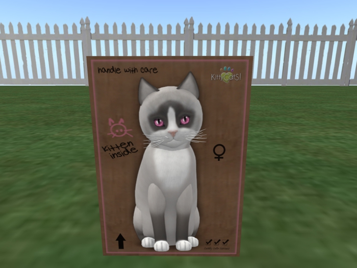 KittyCatS Box - New Born Kitten