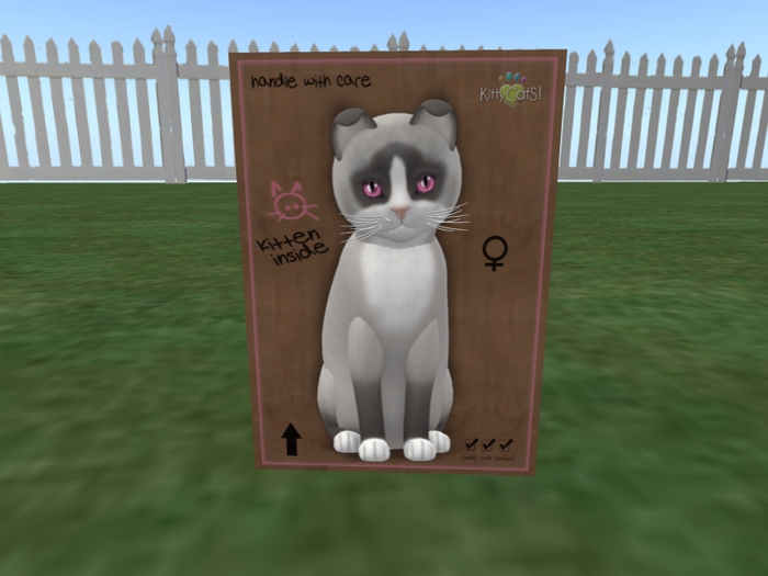 KittyCatS Box - New Born Kitten