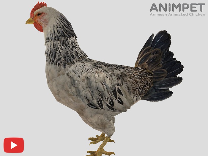 COPY/MODIFY | Animpet Animated Animesh Chicken