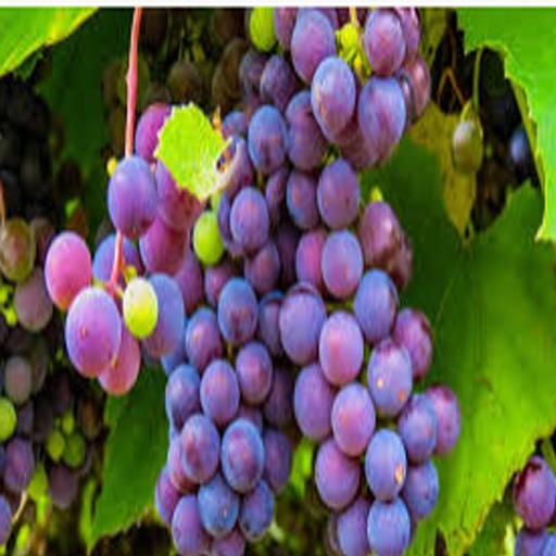 DFS Grapes Basket