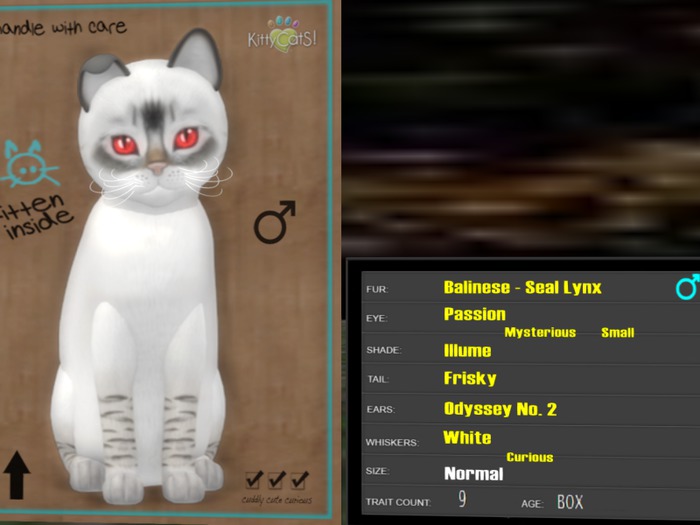 KittyCatS Box - New Born Kitten