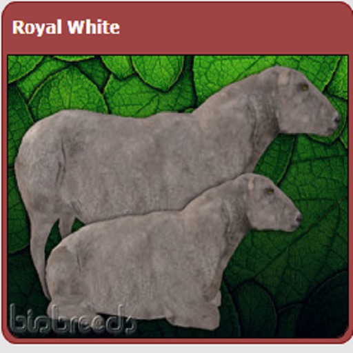 BB Royal White m
