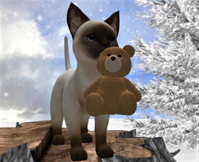 XMas Kitty  with teddy bear
