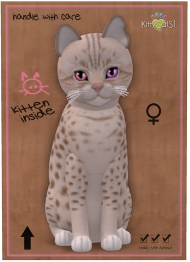 KittyCatS Box - Ocicat - Lavender