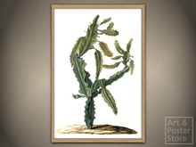 ANTIQUE SPURGE From The Moninckx Atlas | Mesh Designer Frame with 6 texture options 