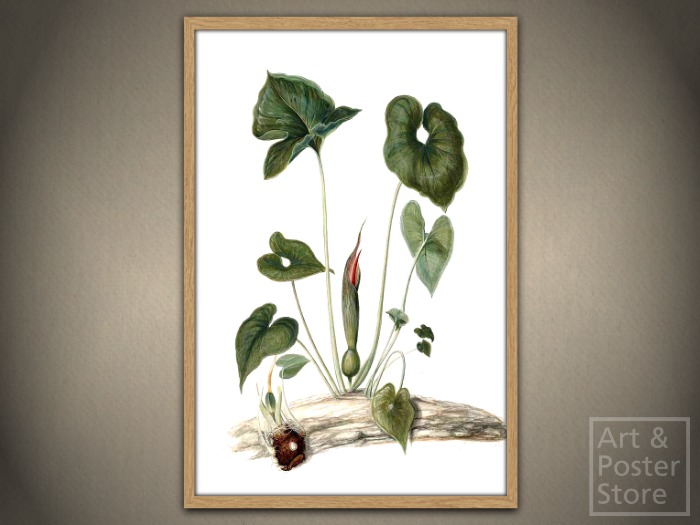 BENGAL ARUM From The Moninckx Atlas | Mesh Designer Frame with 6 texture options 