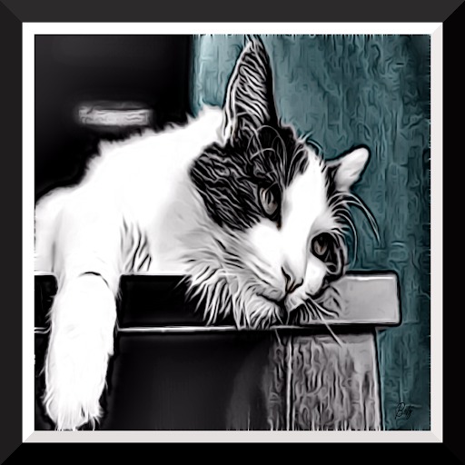EXTENDED CAT