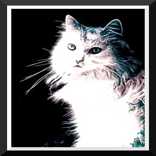 WHITE CAT