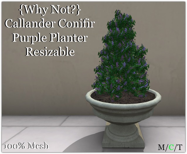 {Why Not?} Callander Conifer Purple Planter-Boxed