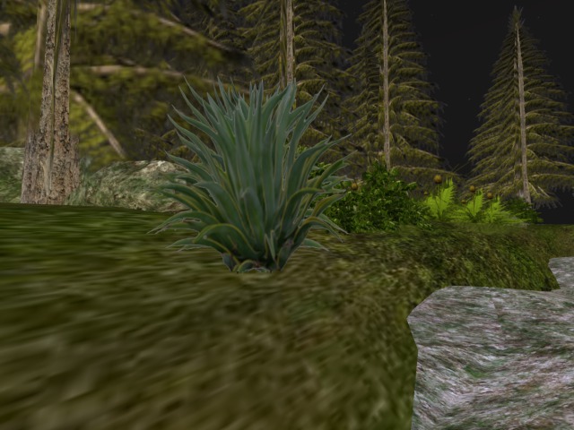 agave plant