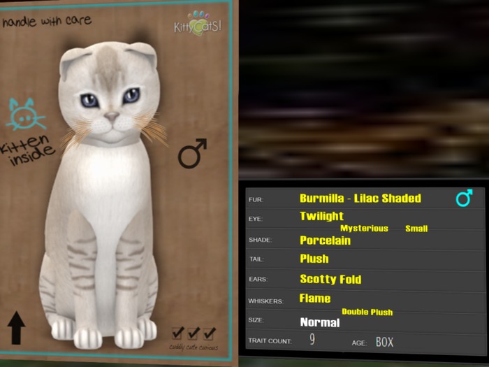 KittyCatS Box - New Born Kitten