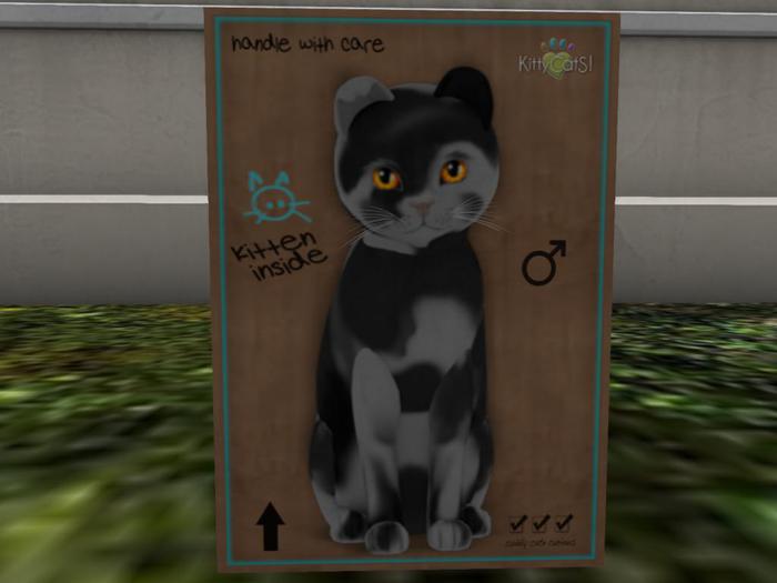 KittyCatS Box - New Born Kitten