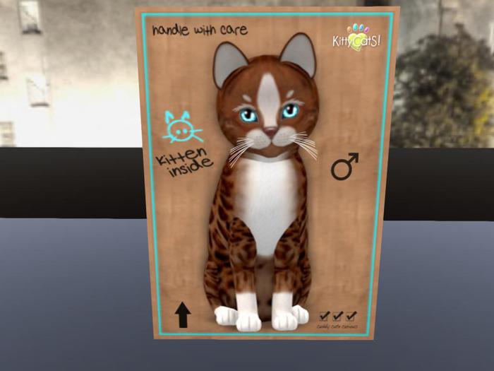 KittyCatS Box - New Born Kitten