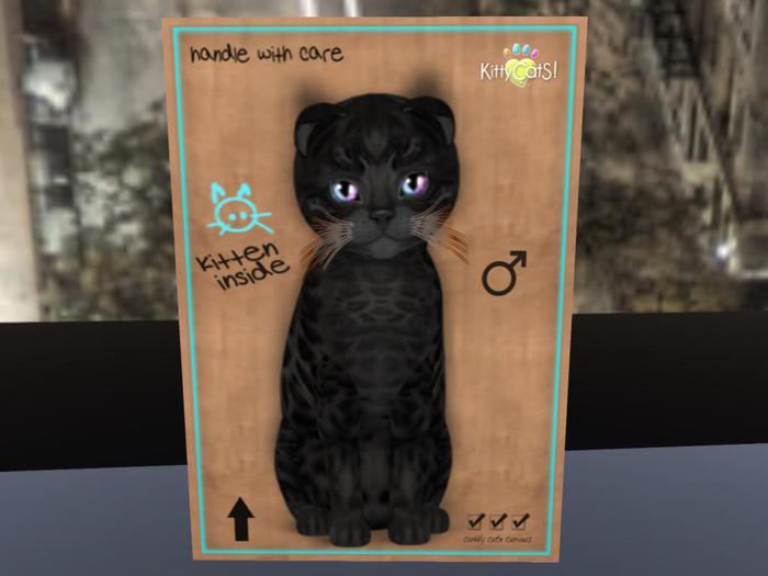 KittyCatS Box- New Born Kitten