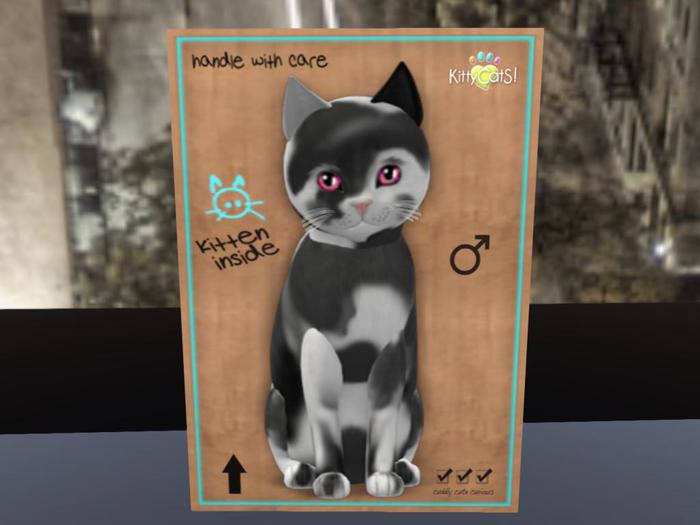 KittyCatS Box - New Born Kitten